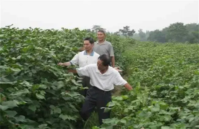 棉花徒长的 因素及防治和治疗办法