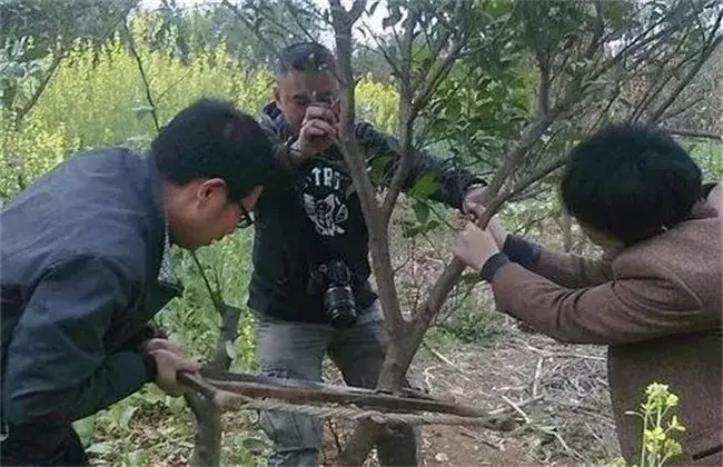 柑橘秋天高接换种技术