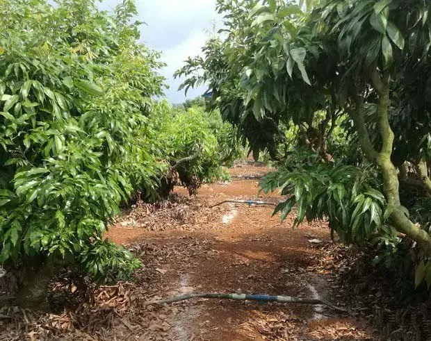 荔枝结果树开花前如何施肥？