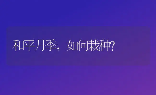 和平月季，如何栽种？ | 绿植常识