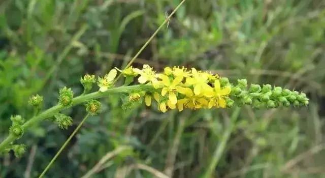 7月1日西洋龙芽草生日花语有哪些？