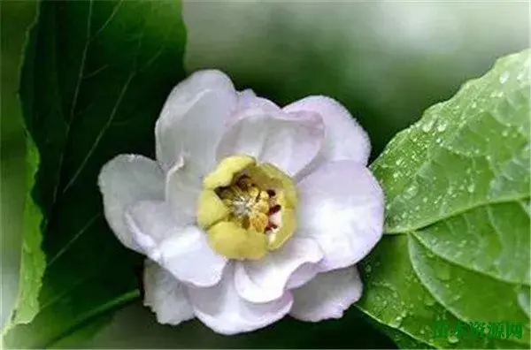 夏腊梅什么时候开花 夏腊梅香吗花语寓意是什么