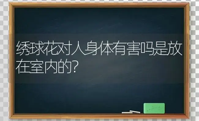 绣球花对人身体有害吗是放在室内的？ | 绿植常识