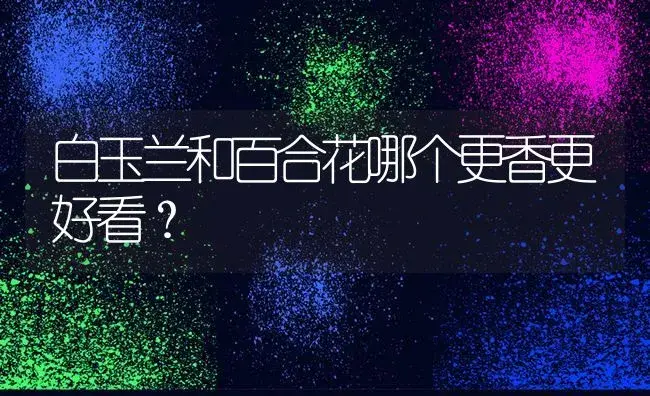 白玉兰和百合花哪个更香更好看？ | 绿植常识