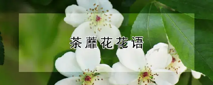 茶蘼花花语