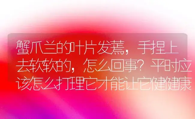 蟹爪兰的叶片发蔫,手捏上去软软的,怎么回事？平时应该怎么打理它才能让它健健康康的？ | 多肉养殖