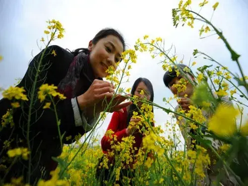 花卉果蔬盆景 | 油菜花种植技术