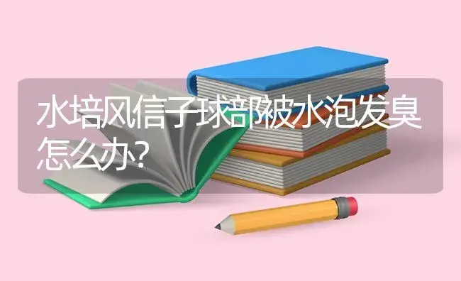 水培风信子球部被水泡发臭怎么办？ | 绿植常识