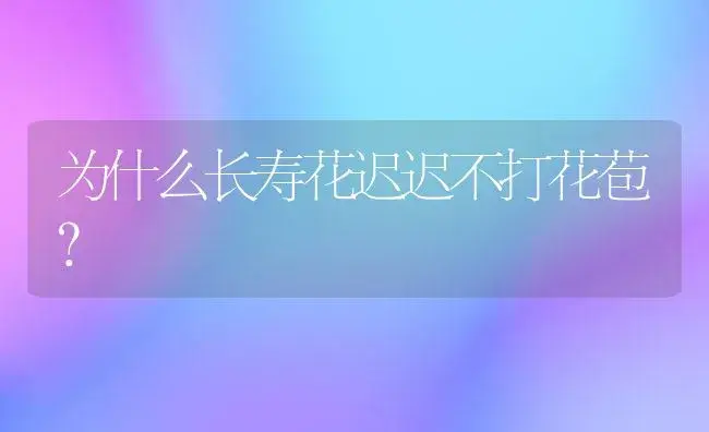 为什么长寿花迟迟不打花苞？ | 多肉养殖