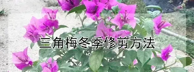 三角梅冬季修剪方法