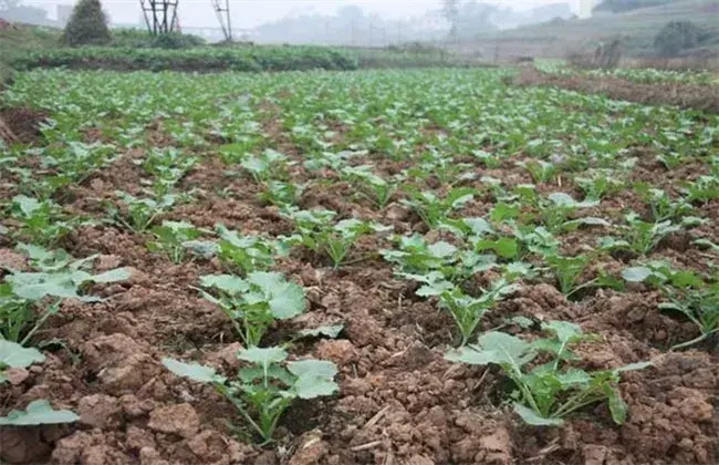 油菜栽培怎样鉴别缺肥症