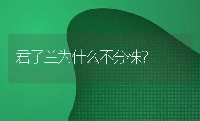 君子兰为什么不分株？ | 绿植常识