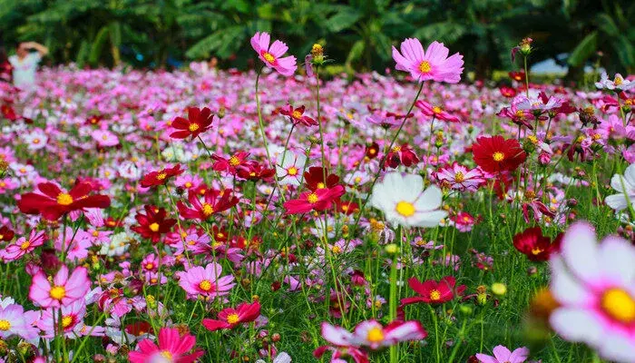 波斯菊的花语