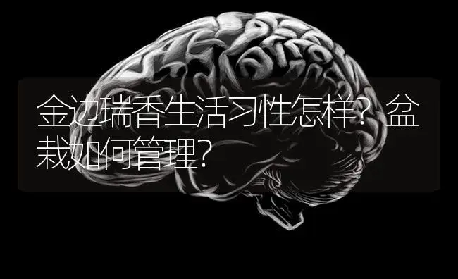 金边瑞香生活习性怎样？盆栽如何管理？ | 特种种植