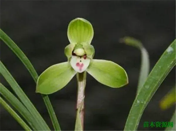 春兰花花期多长时间 春兰的花语和象征意义