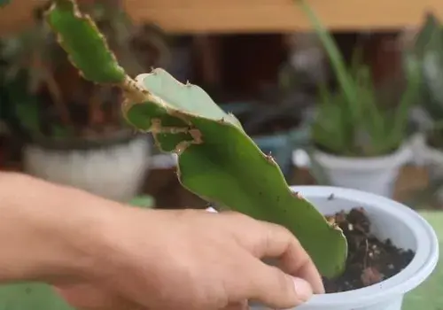 盆景材料 | 室内种植火龙果需要多大的盆