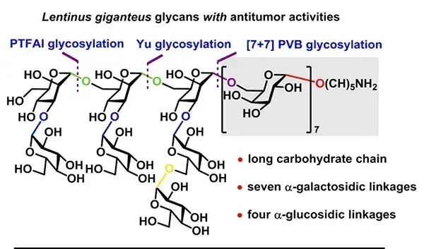 科学家首次实现具有抗肿瘤活性大杯香菇多糖的化学全合成