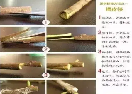 盆栽造型 | 盆景嫁接技术图解