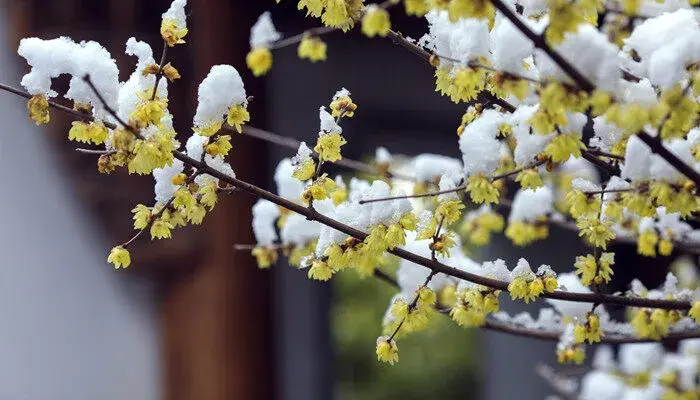 腊梅花花语 腊梅花花语是什么