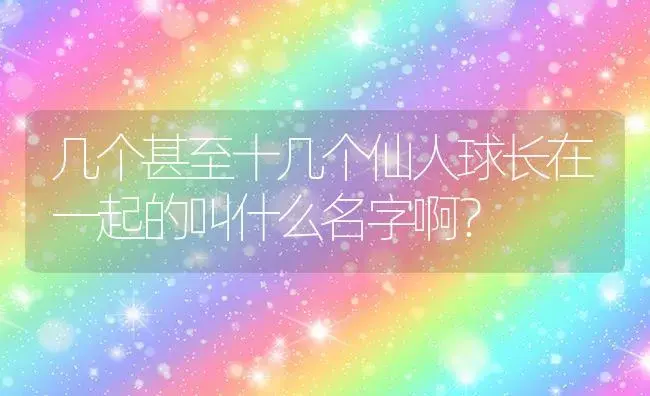 几个甚至十几个仙人球长在一起的叫什么名字啊？ | 多肉养殖