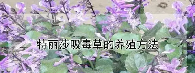 特丽莎吸毒草的养殖方法与技巧