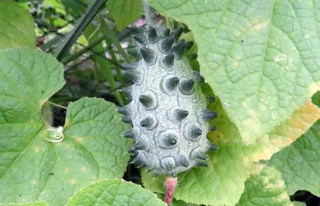 刺角瓜种植技术