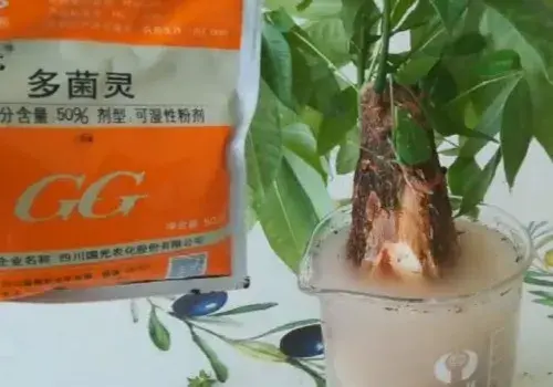 盆景养护管理 | 发财树生病怎么处理