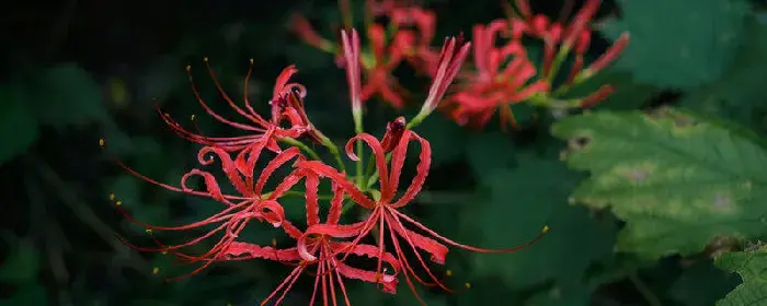 曼珠沙华的花语是什么 曼珠沙华的花语有哪些