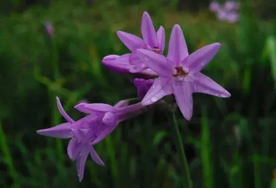 紫娇花什么时候开花，紫娇花花期管理/花语铭记于心