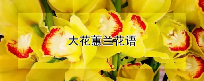 大花蕙兰花语