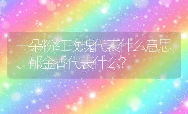 一朵粉红玫瑰代表什么意思、郁金香代表什么？ | 绿植常识