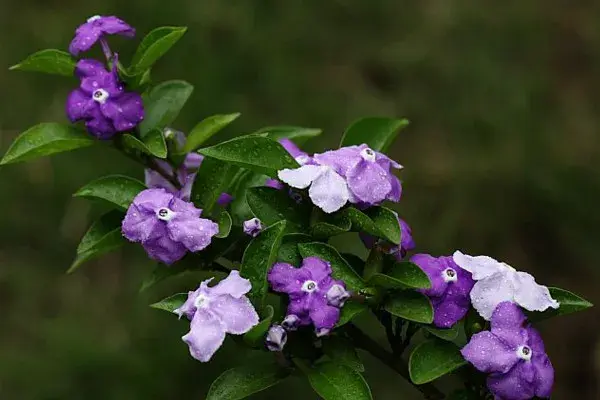 鸳鸯茉莉的花语