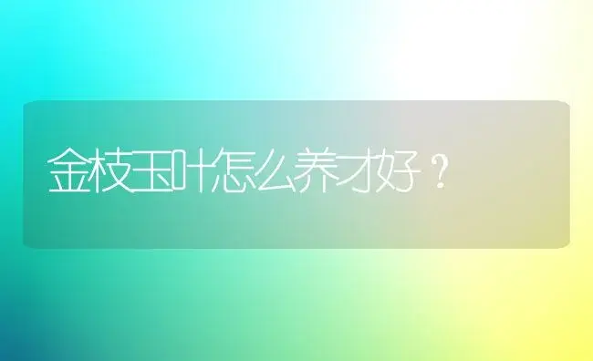 金枝玉叶怎么养才好？ | 家庭养花