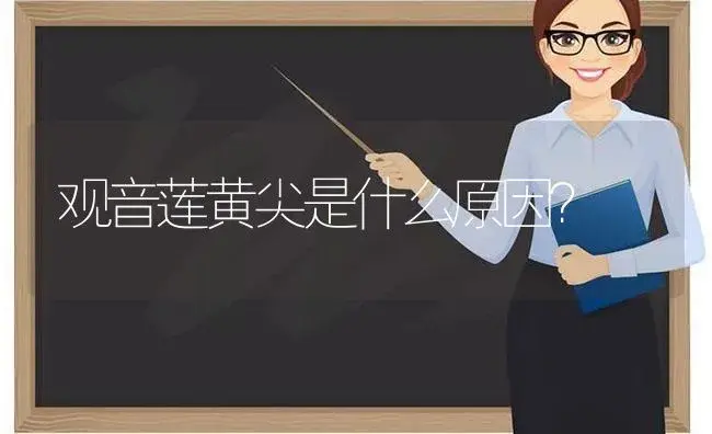 观音莲黄尖是什么原因？ | 多肉养殖