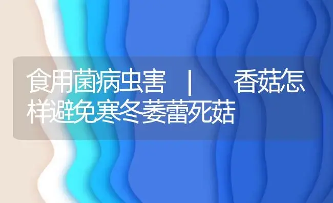 香菇怎样避免寒冬萎蕾死菇 | 菌菇种植