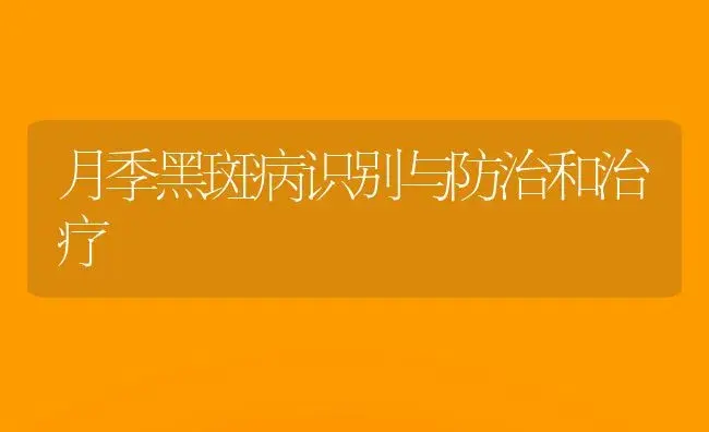 月季黑斑病识别与防治和治疗 | 家庭养花