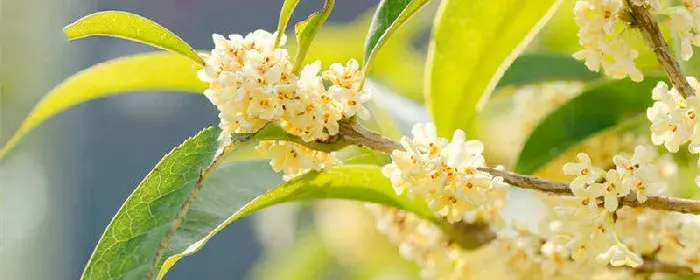 桂花花语 桂花花语是什么