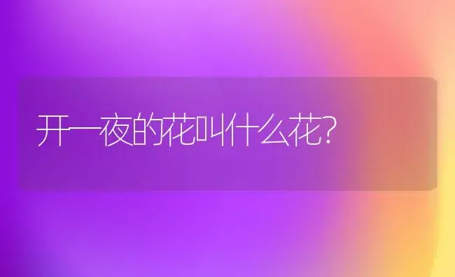 开一夜的花叫什么花？ | 绿植常识