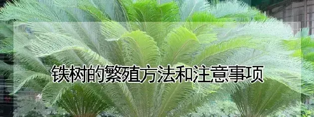 铁树的繁殖方法和注意事项