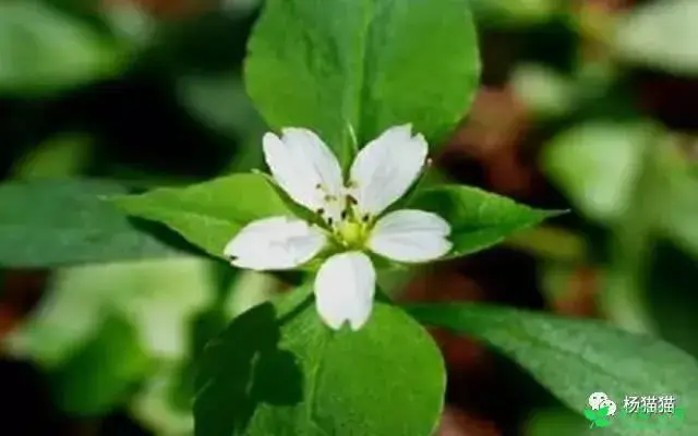 4月15日繁缕花生日花语有哪些？