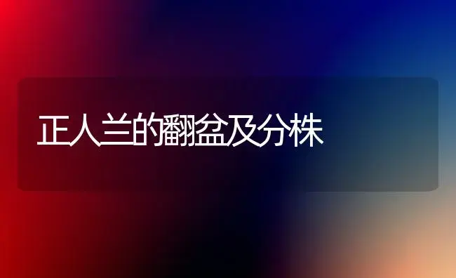 正人兰的翻盆及分株 | 家庭养花