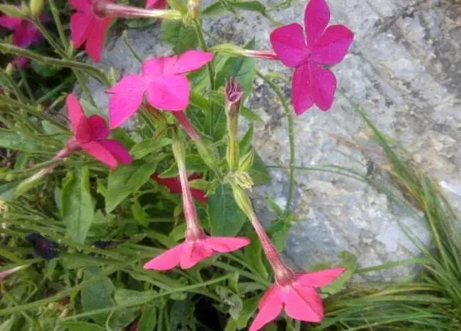 花烟草的花语，除了你之外别无他爱