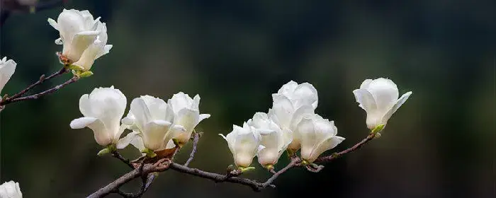 白玉兰花语 白玉兰花语和含义