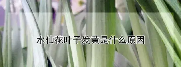 水仙花叶子发黄是什么原因