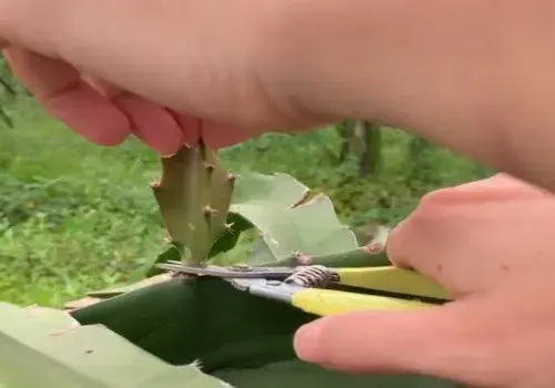 盆栽修剪 | 火龙果怎么修剪才开花