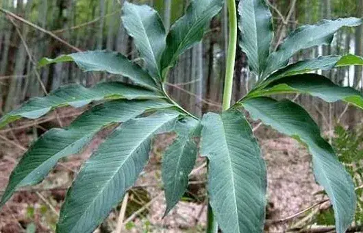 天南星种子选种育苗技巧