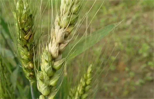 小麦拔节期的田间管理