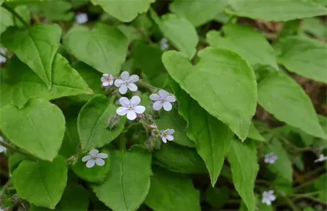 紫草种植管理要点