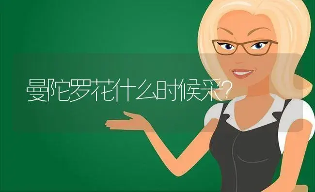 曼陀罗花什么时候采？ | 绿植常识