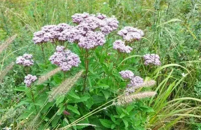 佩兰高产种植技术